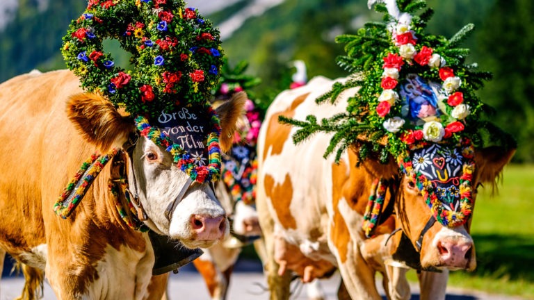 Voyage organisé Tyrol