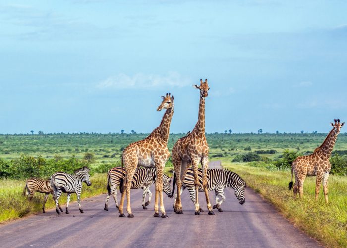 circuit organisé afrique du sud