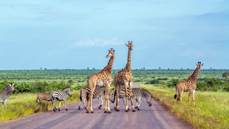 circuit organisé afrique du sud