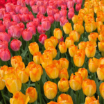 Tulipes en fleurs dans le parc de Keukenhof aux Pays-Bas
