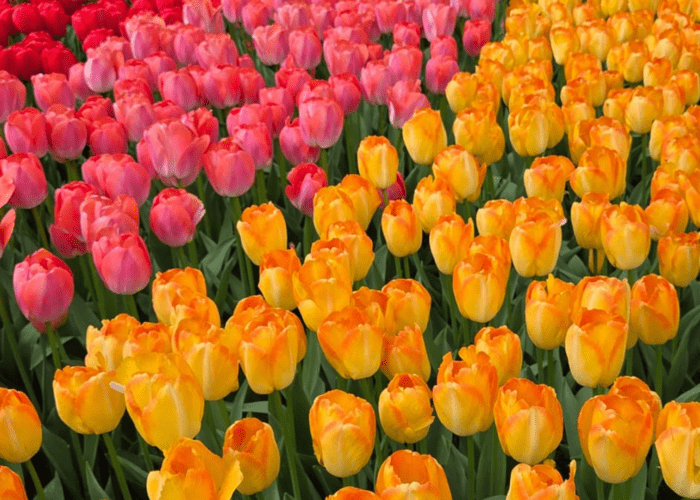Tulipes en fleurs dans le parc de Keukenhof aux Pays-Bas