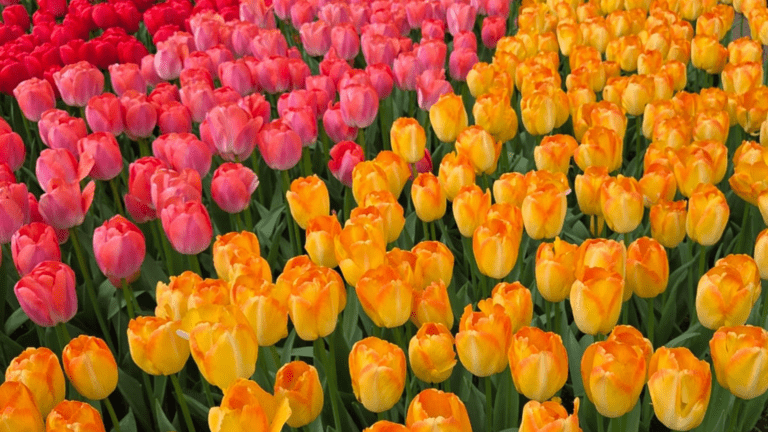 Tulipes en fleurs dans le parc de Keukenhof aux Pays-Bas
